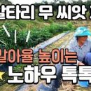 알타리 심는시기 무우 김장무 심는시기 씨앗 파종시기 가이드 이미지