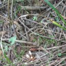 자연산 눈꽃동충하초 이미지