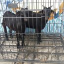 야영장민박 이미지