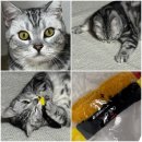 제이캣 | 말랑이 보금자리 만들기🤍|조이제이 스크래쳐 카페트 &amp; 딩동펫 캣닢쿠션 후기