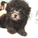 왓츠멍 남양주 강아지분양 | 남양주강아지분양, 마이멍에서 사랑스러운 반려견을 만나보세요!