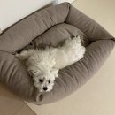 강아지놀이터 이미지