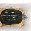 리틀버드서울 버드앤주클리닉 | 멕자머 병원 방문 후기(염증, 수중산란)