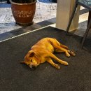 마린레스토랑 | 코타키나발루 가야나 마린 리조트 조식 &amp; 마칵 레스토랑 디너 후기