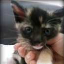 서울/고양이 한마리/여아/카오시[한달반에서 두달된 아이입니다.]좋은 반려인을 찾습니다 이미지