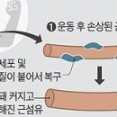 해밀턴짐 이미지
