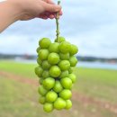 초록농장 | 영천 산지직송 샤인머스켓 4kg 고당도 18 브릭스! 초록농장