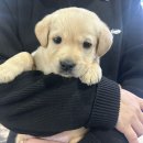 래브라도리트리버분양 이미지