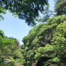 제주 안덕계곡 상록수림 이미지