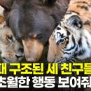 새끼 때 구조된 세 친구들, 종족을 뛰어넘은 우정 보여줘 이미지