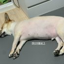 미쓰박 펫 살롱 이미지