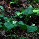 순식목장 | 싱그러운 5월, 야생화 천국 선자령 트레킹