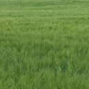 조군농장 이미지