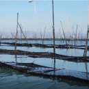 완도5호 이미지