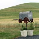 밀밭사이 이미지