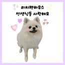 리치펫하우스 이미지