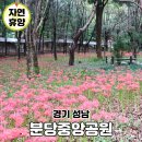 꽃무릇공원 | 성남 갈만한곳 분당중앙공원 꽃무릇 주차요금