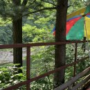 미산애견 이미지