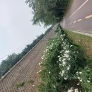 26-8/20-목 치즈밥-아침밥 일직수변공원-산책 광명/아브뉴프랑-둘러봄 스마일김밥-점심 농협은행 이미지