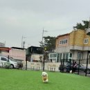 마산애견 이미지