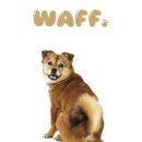 세심유치원 | 보호소 졸업🎓"1주년"기념🎀 프로필 사진촬영📸(Feat. 와프스튜디오)