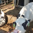 미소목장 이미지