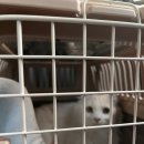 루나동물병원 | 🐾루나·루미 건강검진 다녀옴 🐱 베이직 프로그램 + 항체가 검사 후기 (집사 체력 방전)