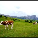 초원목장B 이미지