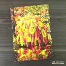 김별 | LEAF 김별 개인전 : 개구리와 선인장의 공존