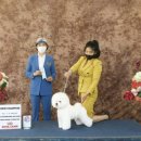 위드미펫살롱 이미지