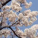 ◐ 나홀로 만발한 벚꽃 이미지