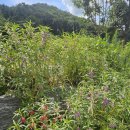 산과 벗 캠핑장 이미지