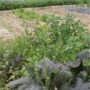 수기농장 이미지