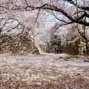 서생포왜성서 벚꽃 즐기고 역사공부도 하고.. (경상일보 2021.3.16) 이미지