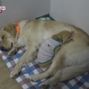 멍멍이와 야옹이 이미지