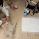 하늘하개 이미지