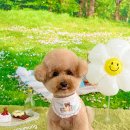 그루멍(groomung) 이미지