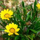 가자니아 이미지