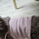 강아지 옷 만들기 이미지