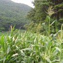 동경농장 이미지