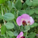 오리만찬 이미지