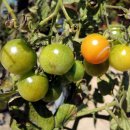 가을농장 이미지