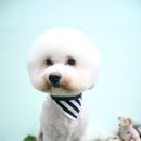 프란다스애견 이미지