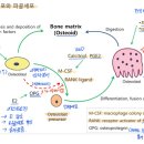 내분비질환 이미지