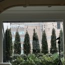 비 | W 8. 웨딩촬영, <비마이 스튜디오> 후기 (with. 르블랑, 라피니 헤어변형)