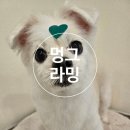 6415 | 🐶 인천 서구ㅣ멍그라밍ㅣ검단 원당동 애견미용 가위컷 후기
