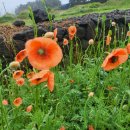 하모리-22 이미지