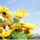 해바라기 이미지