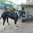 날으는돈까스 이미지