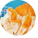 제주농장 | 제주 한라봉 농장직송 후기 : 벚꽃철에 만난 제주더유스 홍라봉